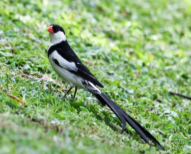 pin-tailed-wydah