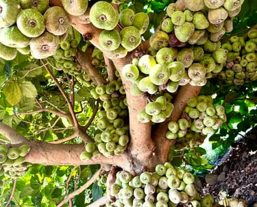 Figs at Kodaikalal