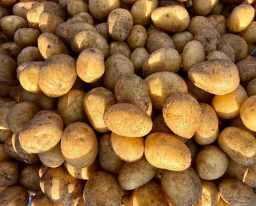 Potato cultivation Mannavanur
