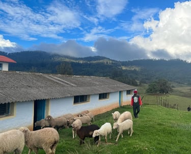 Sheep shed Mannavanur