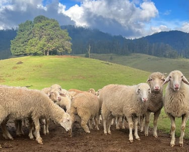 Sheeps at Mannavanur sheep farm gracing