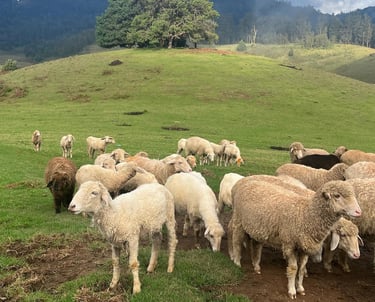 Sheeps gracing in open landscape at Mannavanur