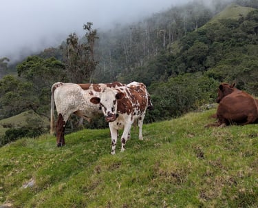 Farmers of the Sierra Nevada and their cows