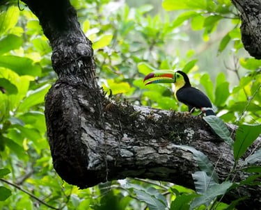 Tucan in Santa Marta