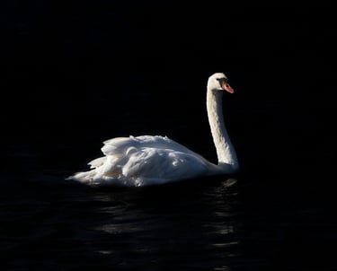 "Swan Lake" by Lucy Leonel