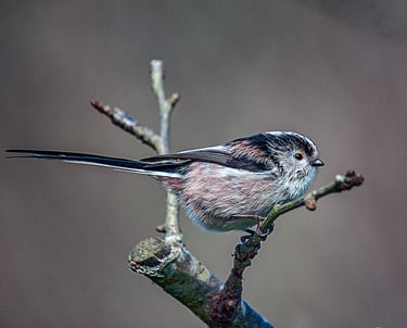 "Long-tailed Tit" by Mike Kelly