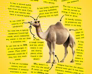 Tawfiq Issue 2