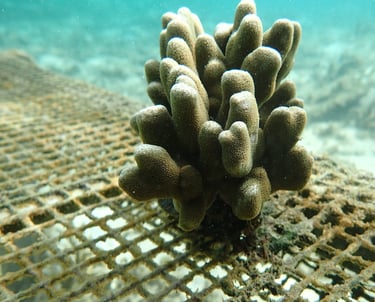 Resilent Porites colony nurtured in nursery in St Felix (June 2025)