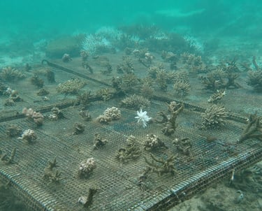Table nursery in St Felix (June 2025)