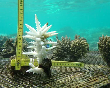 Bleached Acropora muricata colony in nursery in St Felix (June 2025)