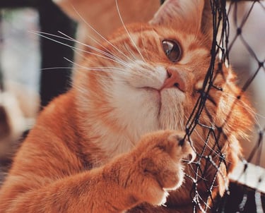 rede-de-protecao-para-gatos