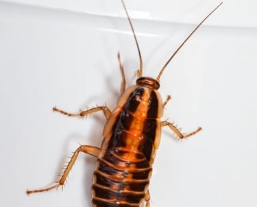 pest intrusion