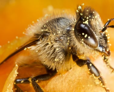 a bee gathering pollen