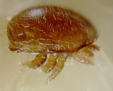 Extreme close-up of a Varroa destructor mite, a reddish-brown external honey bee parasite.
