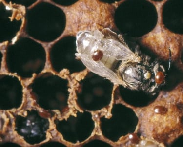 Macro shot of a honeybee on a honeycomb infested with reddish-brown Varroa mites.