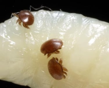 Macro view of brown Varroa destructor mites infesting a honey bee larva.