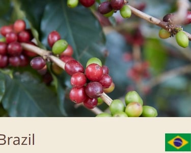 Green Coffee Beans From Brazil - Quality Beans imported to New Zealand