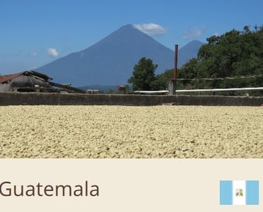 Green Coffee Beans From Guatemala - Quality Beans imported to New Zealand