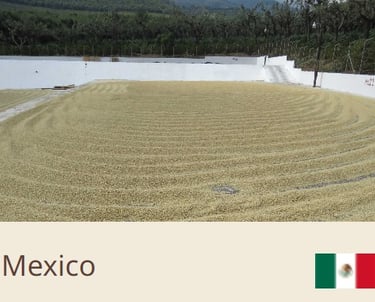 Green Coffee Beans From Mexico - Quality Beans imported to New Zealand