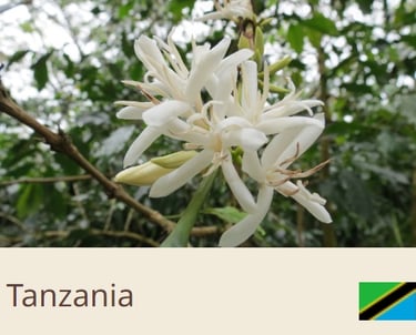 Green Coffee Beans From Tanzania - Quality Beans imported to New Zealand