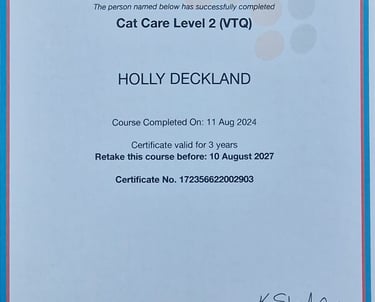Cat Care Level 2 certificate