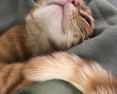 a happy cat laying on a blanket in a bed