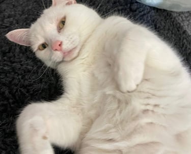 a white cat laying in a comfy bed
