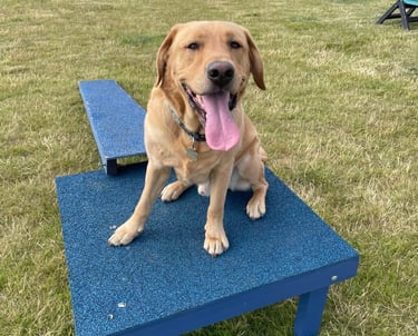 Labrador dog on agility equipment during a dog walk