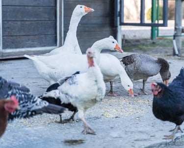 Animali dell'agriturismo tra cui oche, polli e tacchini