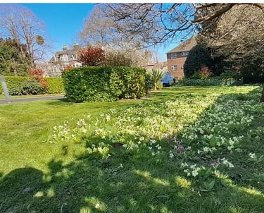 Primroses growing on a lawn we manage in Eastbourne, East Sussex