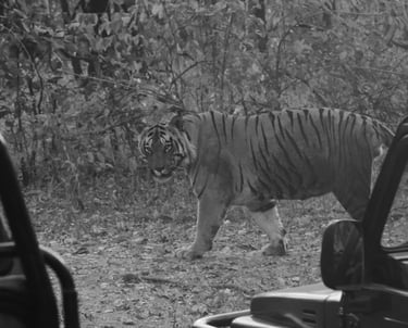A wild Bengal tiger walking past safari vehicles during a forest wildlife tour.