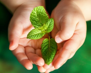 Macro close up of baby hands holding small green plant.