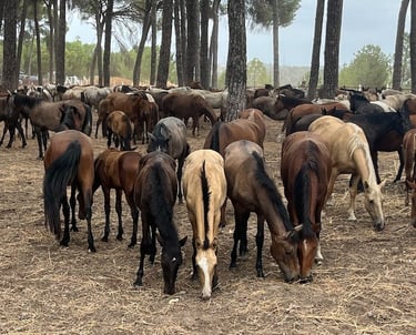 Una tropda de caballos, jóvenes, de gran futuro parte del ambiente de Hidalgo.
