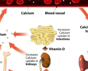 Calcium, vitamin D, and parathyroid hormone disorder treatment in Hyderabad by expert endocrine
