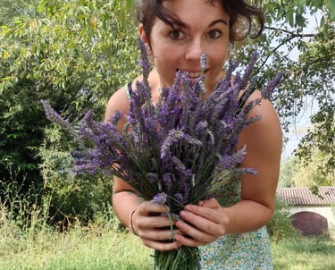 Lavande récoltée à la main dans le jardin