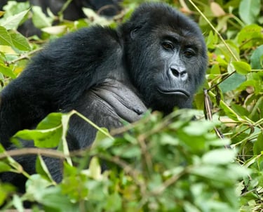 A mountain gorilla sits nestled among green leaves in its natural African jungle habitat.
