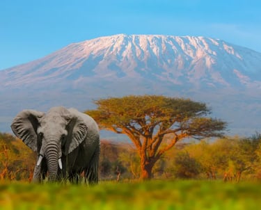 An African elephant stands in the savanna before the snow-capped peak of Mount Kilimanjaro.