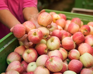 Honeycrisp apples picked fresh from Prince Edward Island orchard