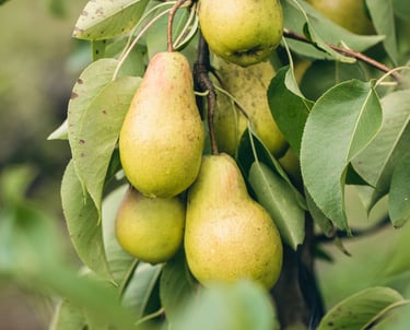 Juicy pears grown in Murray River, Prince Edward Island