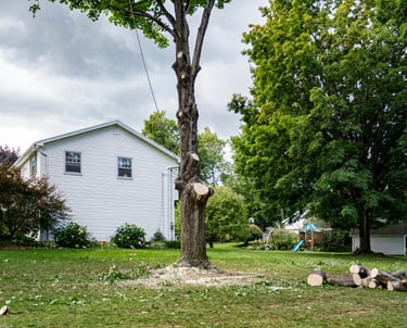 tree-removal-services.png