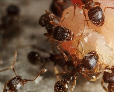 Ant image 2_24/03/25