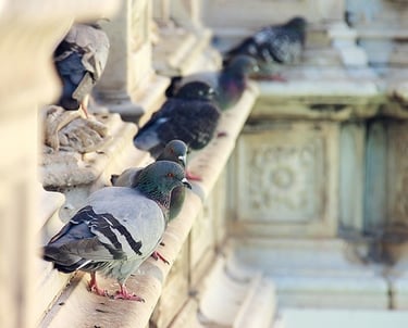 Palomas posadas en un edificio