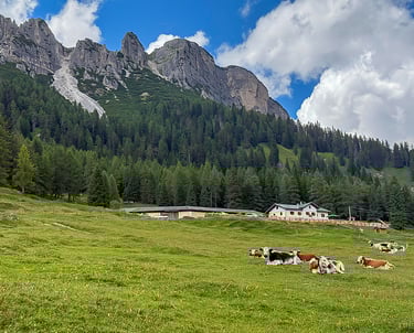 Mucche al pascolo davanti alla nostra baita alpina
