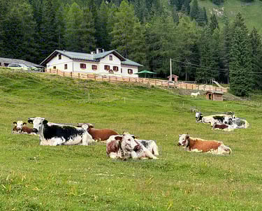 Molte mucche stanno pascolando nel prato