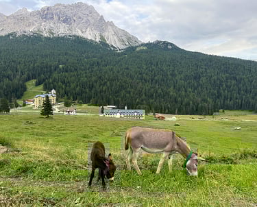 Asini al pascolo sull'alpe.