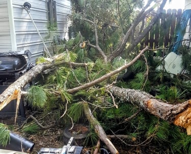 Image of a tree that fell during a storm. We removed the tree and cleaned up all of the damage.