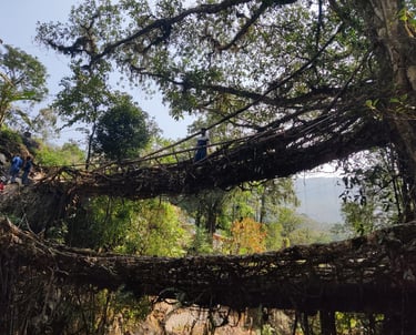 Living Root Bridge Meghalaya