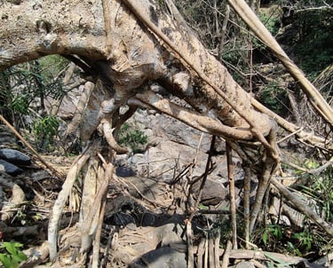 Living Root Bridge