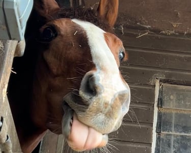 Chestnut Horse