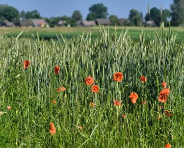 Pėsčiųjų žygis po Valkininkus, žydi aguonos